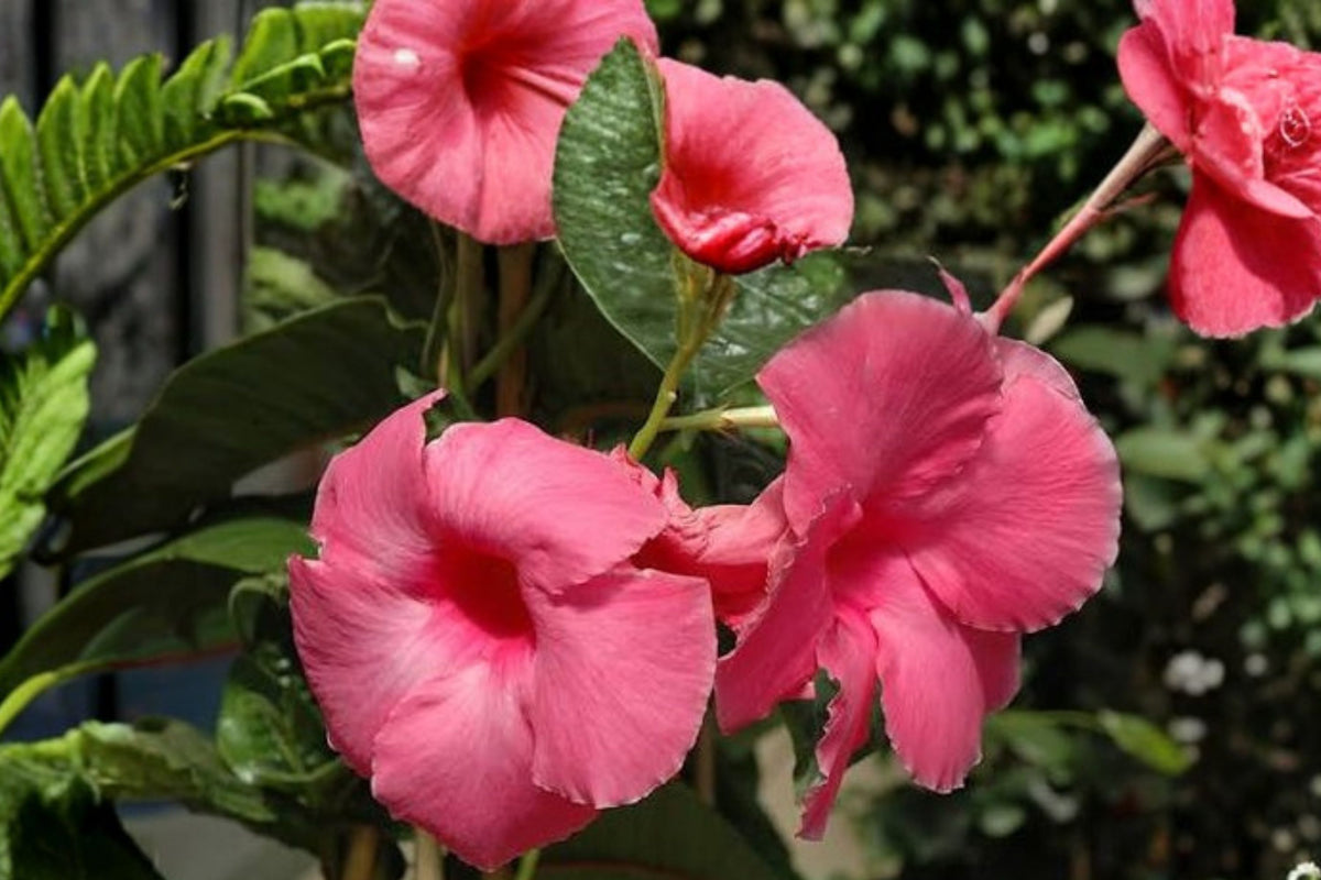 Mandevilla Alice Du Pont – Pink Live Plant Plug | 3 Inch Starter Plant | Tropical Flowering Vine | Garden Patio & Container Plant