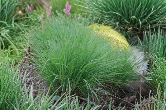 Little Bluestem Grass – Schizachyrium scoparium Live Plant | One Gallon Pot Grown | Ships Bare Root | Hardy Native Ornamental Grass