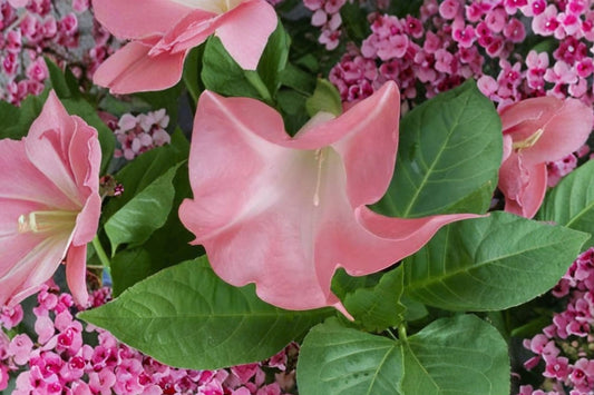Coral Angel Trumpet – Brugmansia Live Potted Plant | Newly Rooted Starter | Fragrant Coral Trumpet Flowers | Tropical Flowering Plant
