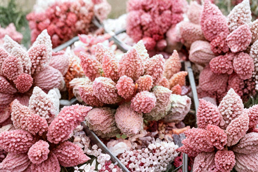 Rare Adromischus Marianae Var. Herrei – Live Multi-Head Cluster Succulent | 2–2.5 Inch | Purple Burgundy Collector Plant | Ships Bare Root