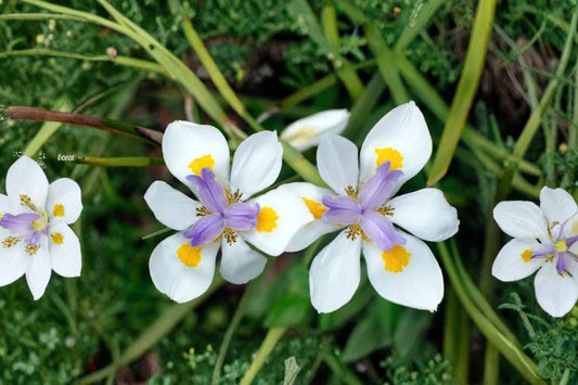 White African Iris Fortnight Lily – Dietes iridioides Live Young Plant | White Flowering Evergreen Perennial | Garden & Container Plant