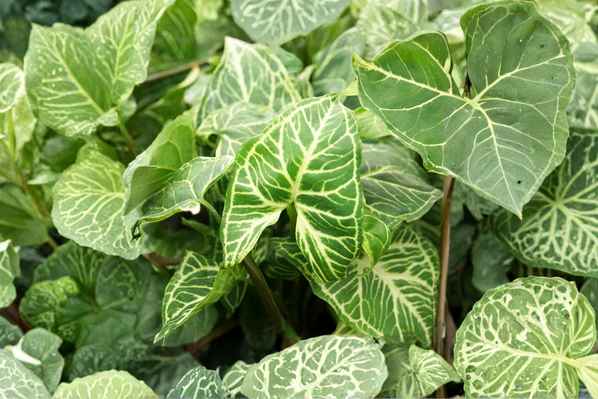 Syngonium Batik – Live Rare Arrowhead Plant | 4 Inch Pot | Intricate Veined Tropical Houseplant | Climbing & Trailing Indoor Plant
