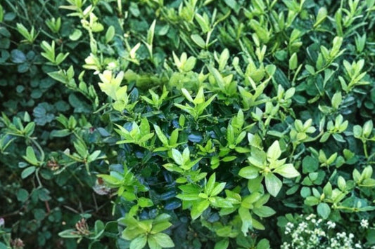 4 Dwarf Holly Live Plants – Small Evergreen Shrubs | 3 Inch Pots | Compact Holiday Garden Plants | Landscape & Container Bushes