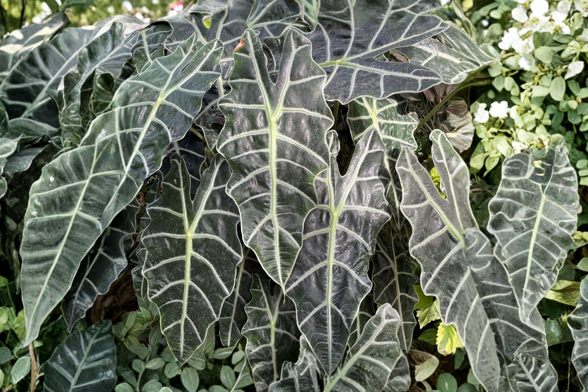 Alocasia Dwarf Amazonica – Live African Mask Plant | 4 Inch Pot | Compact Tropical Aroid | Dark Green White Veined Houseplant