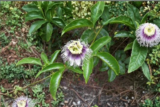 Purple Passion Fruit – Passiflora edulis Live Plant | 12 Inches Tall | 4 Inch Pot | Tropical Edible Fruiting Vine