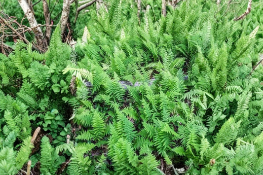 4 Deep Shade Fern Live Plants – 3 Inch Pots | Shade Loving Fern Seedlings | Woodland Garden & Fairy Garden Plants