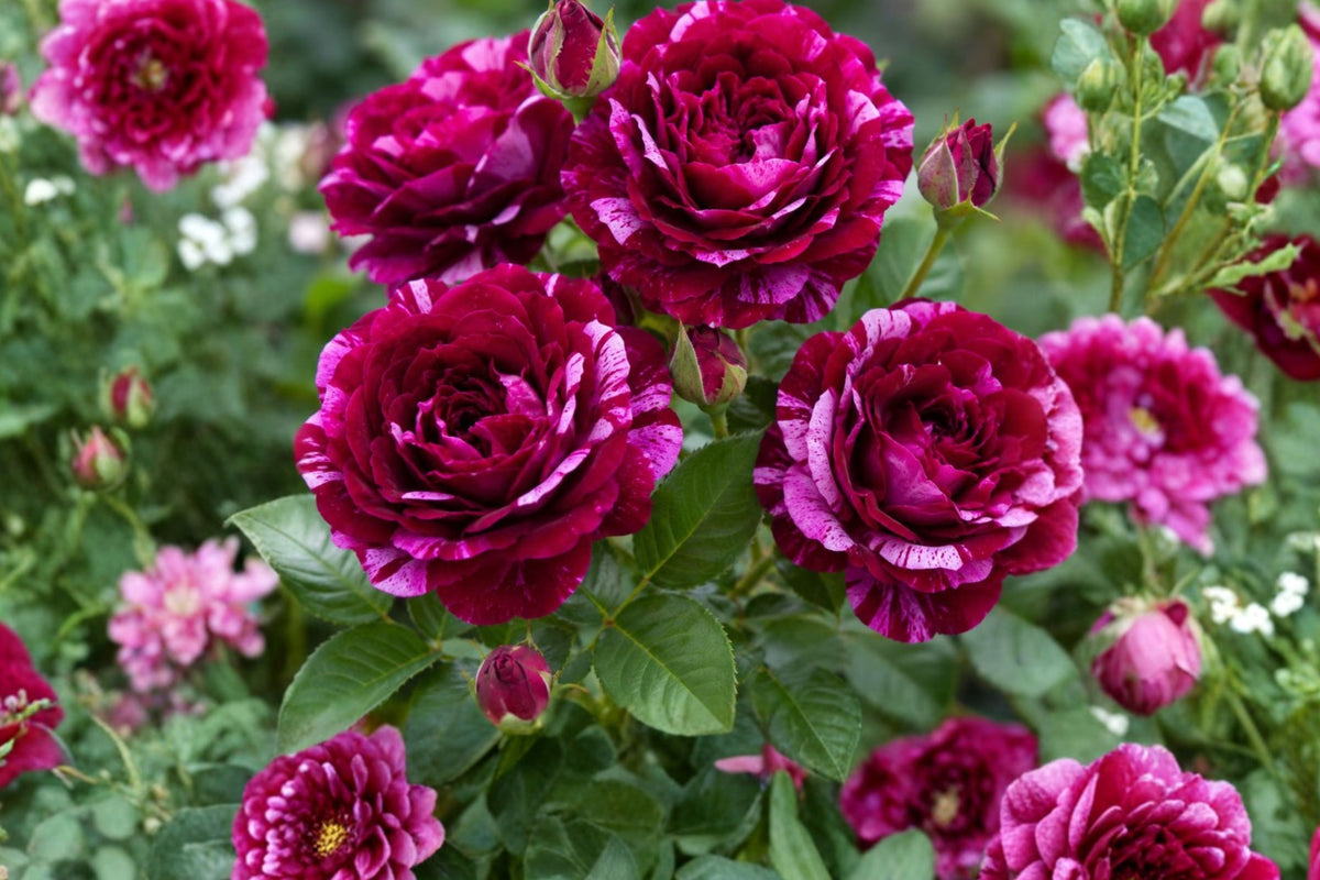2 Purple Climbing Rose Live Plants – 1 Year Old Starter Roses | Fragrant Purple Flowering Vines | Well Rooted Outdoor Garden Plants | No Pot