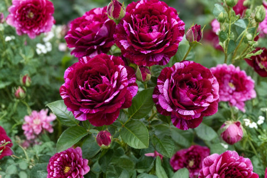 2 Purple Climbing Rose Live Plants – 1 Year Old Starter Roses | Fragrant Purple Flowering Vines | Well Rooted Outdoor Garden Plants | No Pot