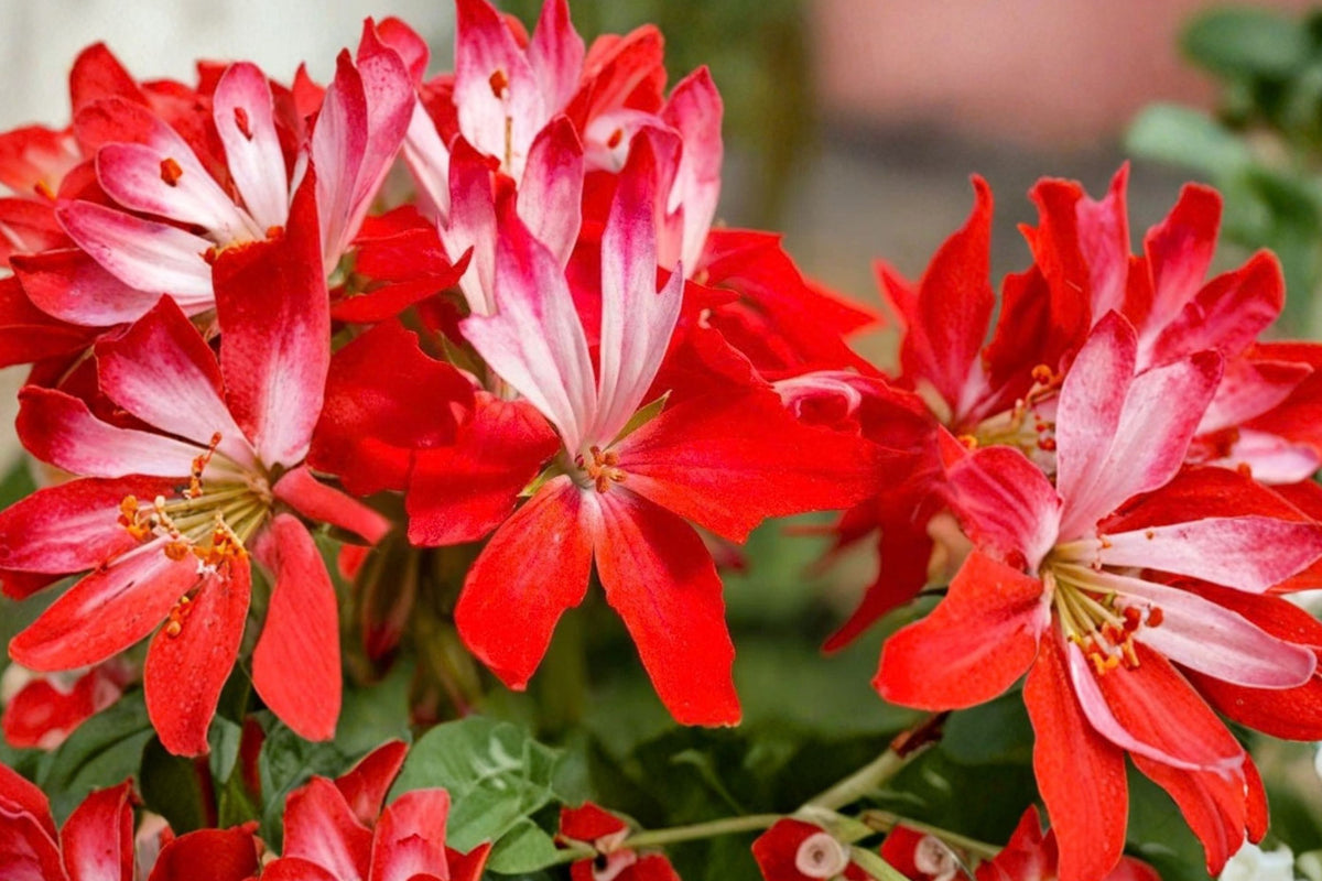 Geranium Pelargonium Fireworks – 3 Live Unrooted Cuttings | 6 Inch Cuttings | Red Flowering Perennial | Outdoor Garden Plant