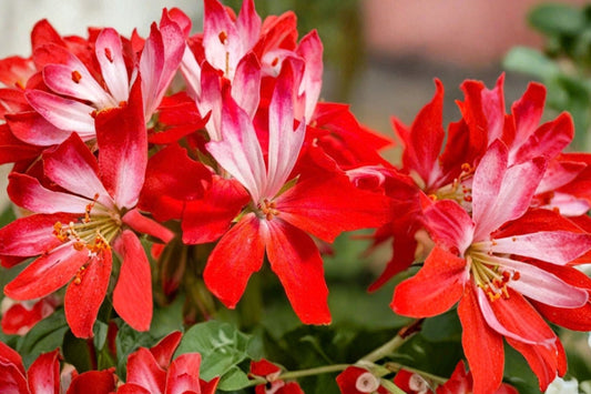 Geranium Pelargonium Fireworks – 3 Live Unrooted Cuttings | 6 Inch Cuttings | Red Flowering Perennial | Outdoor Garden Plant