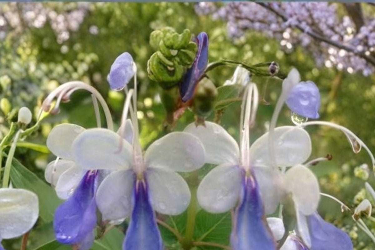 Blue Butterfly Clerodendrum – Clerodendrum Ugandense Live Plant | 5–7 Inches Tall | Blue Purple Flowering Tropical Starter Plant