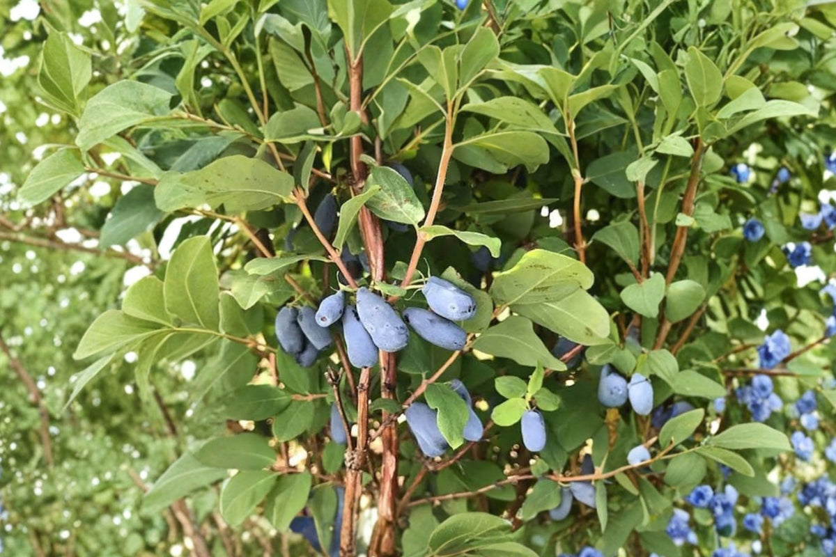 Indigo Gem & Indigo Treat Honeyberry – 2 Live 3-Year-Old Plants | Lonicera caerulea | Gallon Grown | Edible Haskap Fruit Shrubs