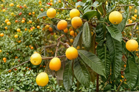 Loquat Tree Sweet Yellow Plum – Eriobotrya japonica Live Starter Plant | 2–3 Feet Tall | Bare Root Edible Tropical Fruit Tree