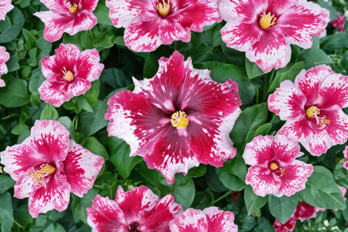 Hibiscus Cajun Color Fire and Ice – Live Tropical Hibiscus Plant | 4 Inch Pot | Exotic Flowering Shrub | Patio & Garden Plant