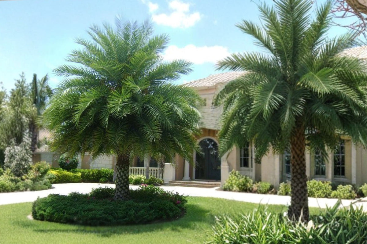 Phoenix Sylvestris Sylvester Date Palm – Live Baby Palm Plant | Cold Hardy Tropical Palm Tree | Outdoor Landscape & Container Plant