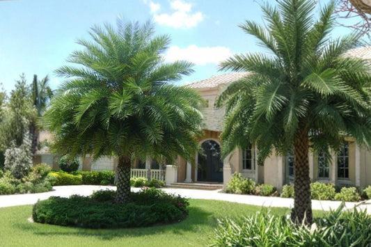 Phoenix Sylvestris Sylvester Date Palm – Live Baby Palm Plant | Cold Hardy Tropical Palm Tree | Outdoor Landscape & Container Plant