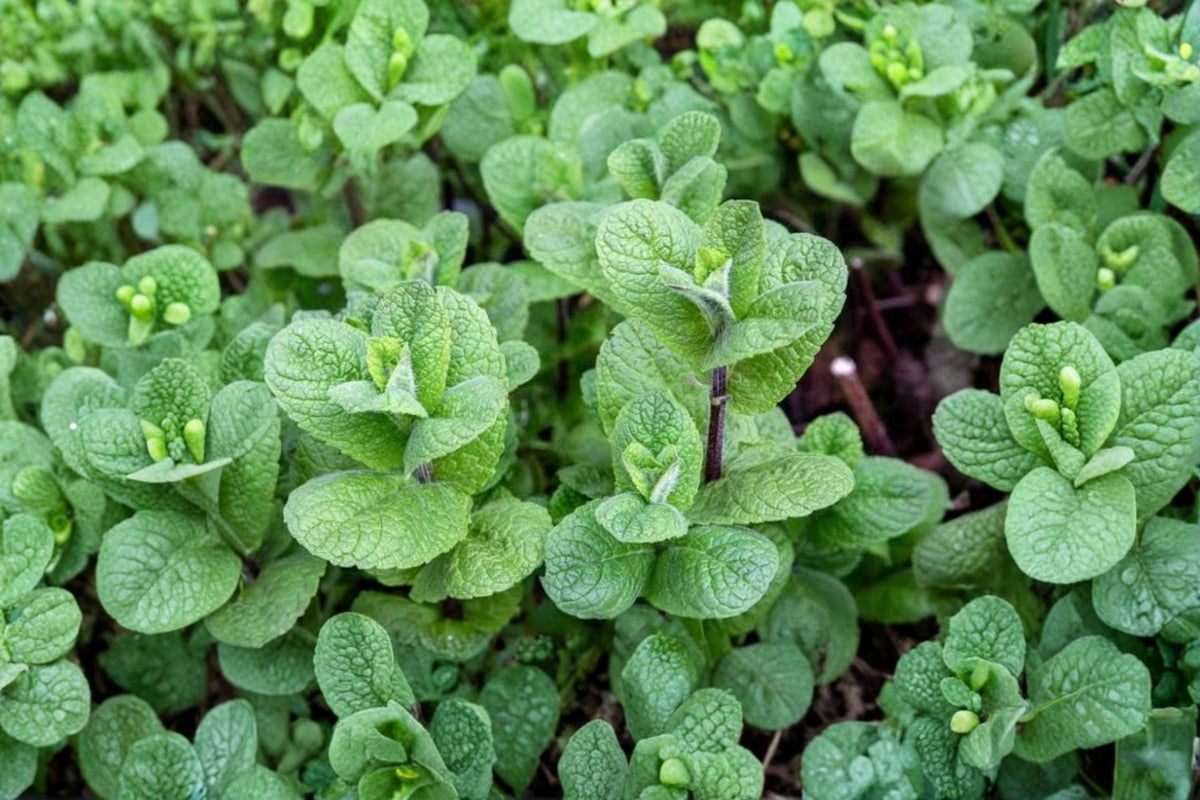 3 Mojito Mint Live Plants – 3–6 Inch Tall | Cuban Mint Edible Herb | Fast Growing Aromatic Starter Plants | Ships No Pot
