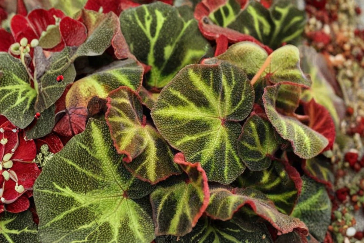 Begonia Soli-Mutata Leaf Cut – Live Tropical Begonia Plant | Potted Broadleaf Houseplant | Rare Indoor Foliage Plant