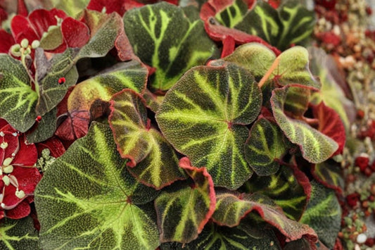 Begonia Soli-Mutata Leaf Cut – Live Tropical Begonia Plant | Potted Broadleaf Houseplant | Rare Indoor Foliage Plant