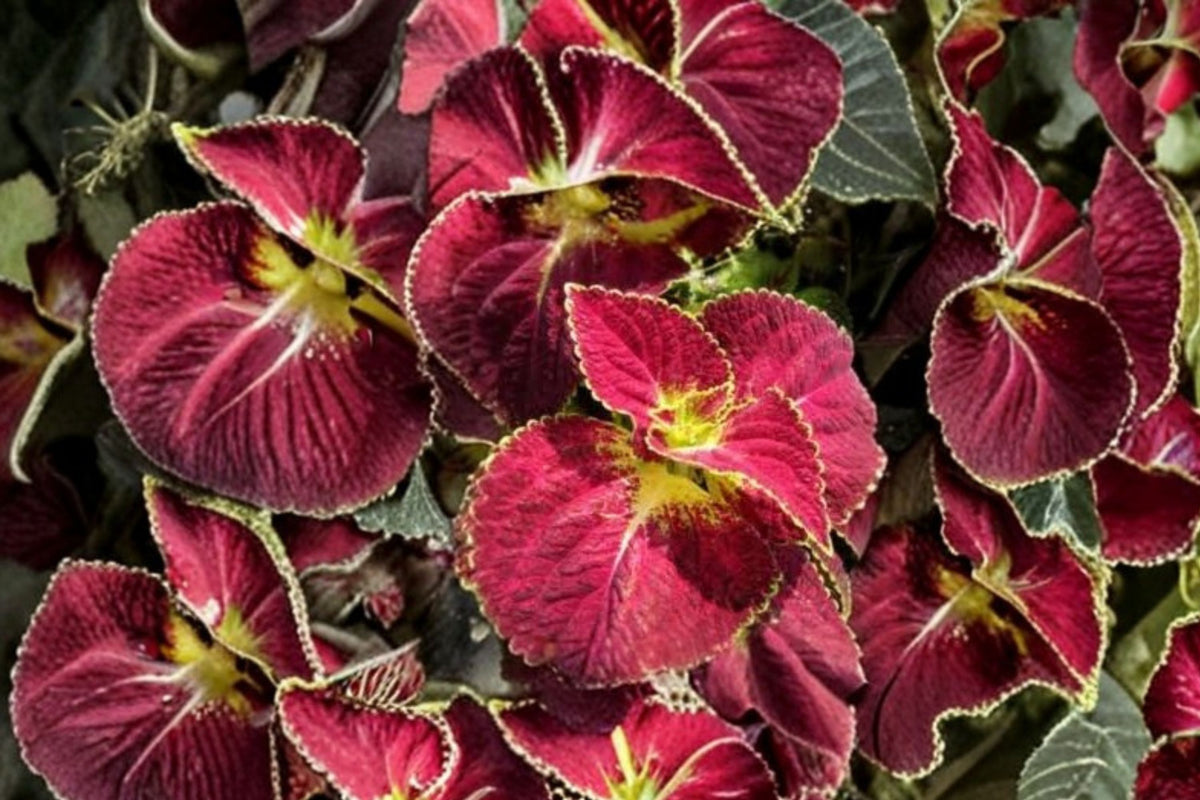 3 Dipped in Wine Coleus Live Plants – 5–9 Inch Tall | Rooted Starter Plants | Burgundy Ornamental Foliage | Ships No Pot
