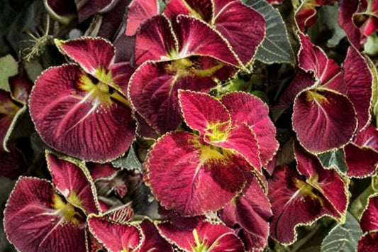 3 Dipped in Wine Coleus Live Plants – 5–9 Inch Tall | Rooted Starter Plants | Burgundy Ornamental Foliage | Ships No Pot