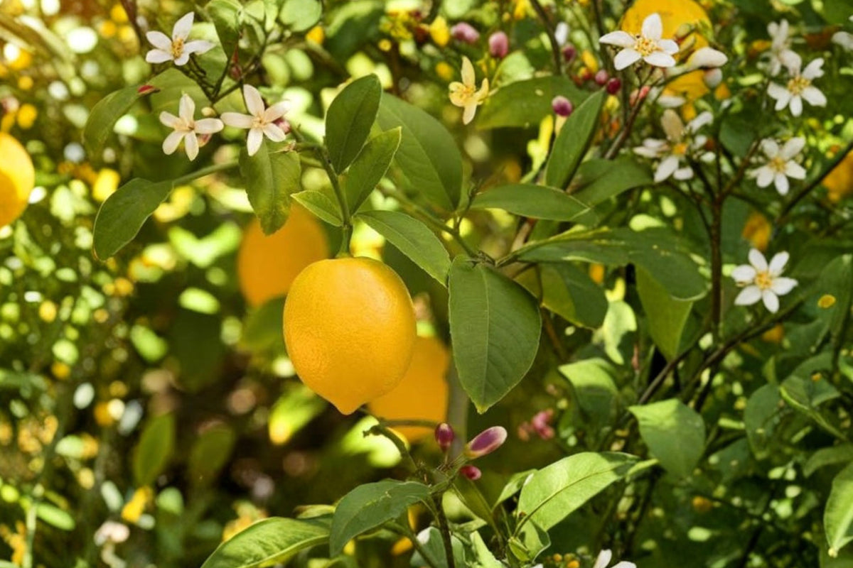 Meyer Lemon Tree – Live Citrus Fruit Plant | 2–3 Feet Tall | Evergreen Edible Fruit Tree | Patio & Container Plant
