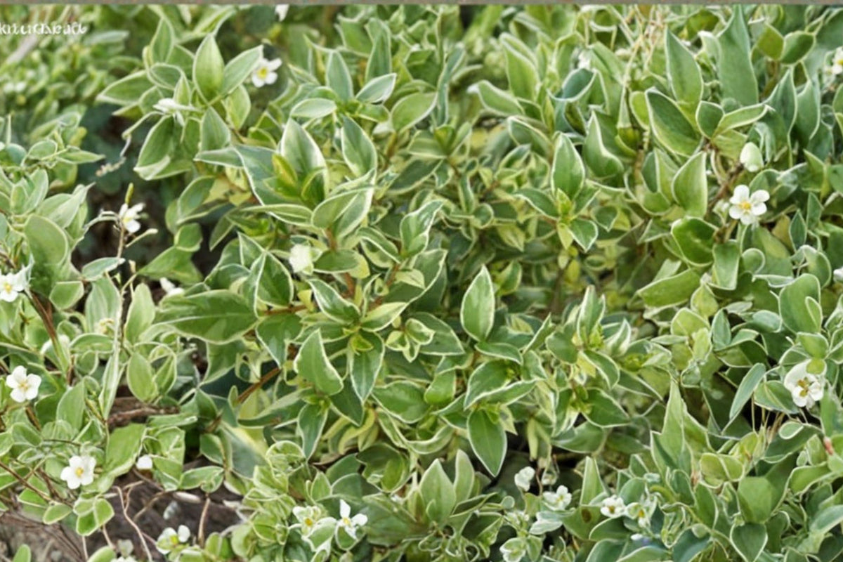 Myrtus Communis Compacta – Dwarf Myrtle Live Plant | 1 Gallon Grown | Compact Evergreen Perennial Shrub | Ships No Pot