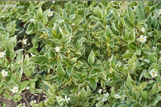 Myrtus Communis Compacta – Dwarf Myrtle Live Plant | 1 Gallon Grown | Compact Evergreen Perennial Shrub | Ships No Pot