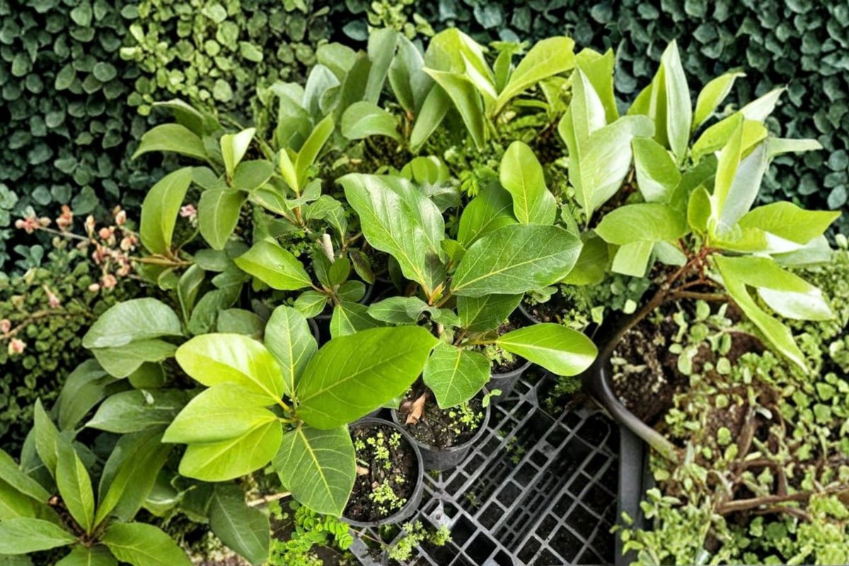 Ficus Benghalensis Indian Banyan – Live Tropical Ficus Plant | 6 Inch Pot Grown | Banyan Fig Tree | Ships No Pot