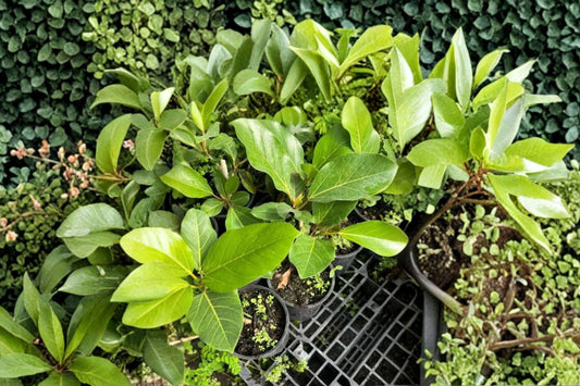 Ficus Benghalensis Indian Banyan – Live Tropical Ficus Plant | 6 Inch Pot Grown | Banyan Fig Tree | Ships No Pot