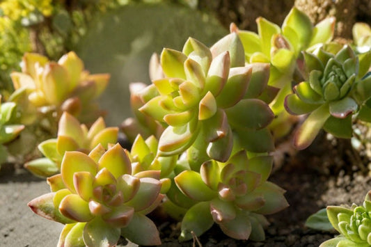 2 Sedum Adolphi Golden Sedum Live Plants – Rooted Succulents | 3 Inch Pot | Golden Foliage Container Plants