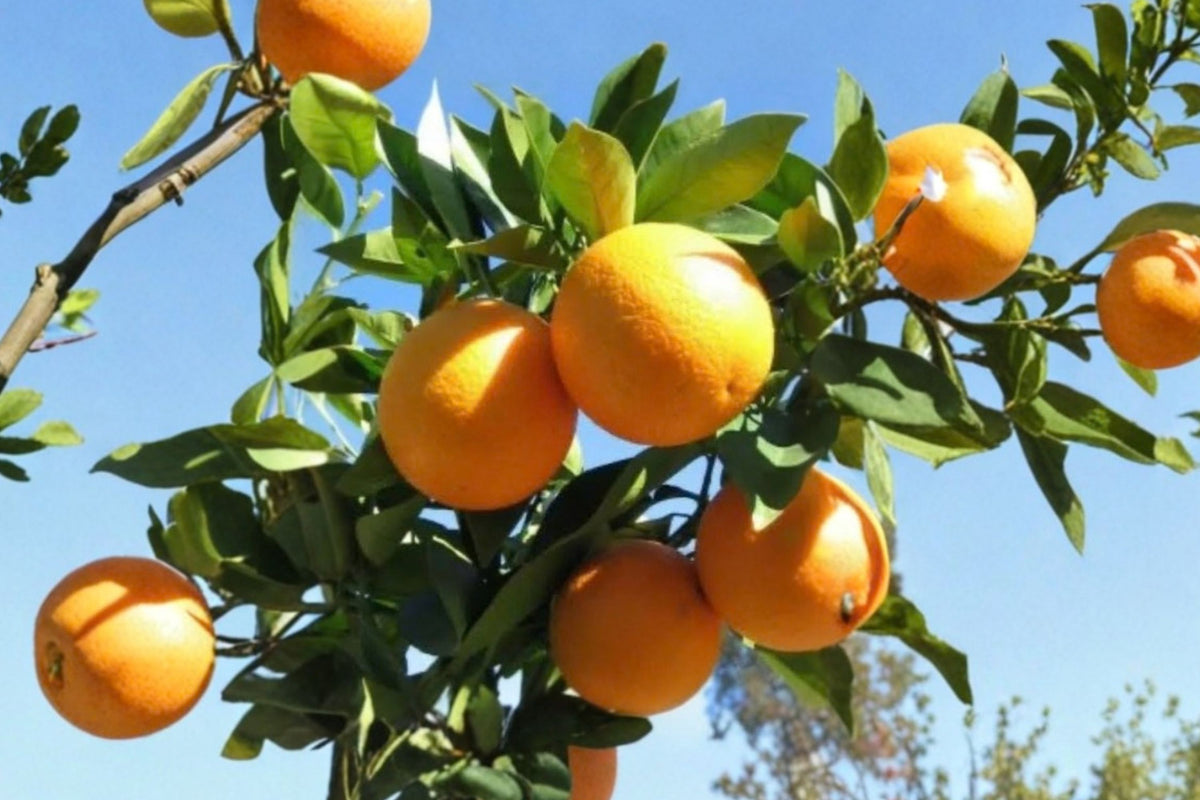 Valencia Orange Tree – Live Citrus Fruit Plant | 1 Gallon Pot | Sweet Juicy Orange Tree | Evergreen Edible Fruit Plant