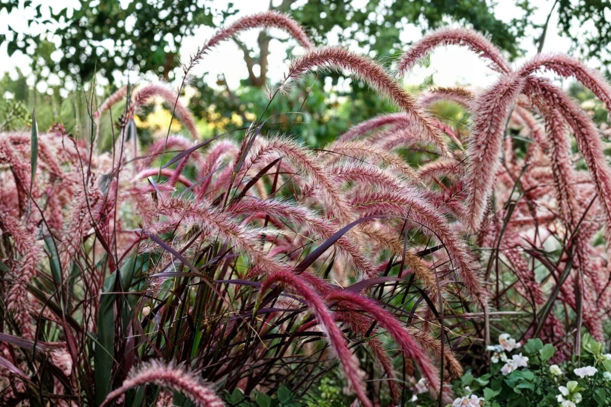 Purple Pennisetum Fountain Grass – Live Ornamental Grass | 5–8 Inch Tall | Burgundy Purple Foliage | Ships No Pot