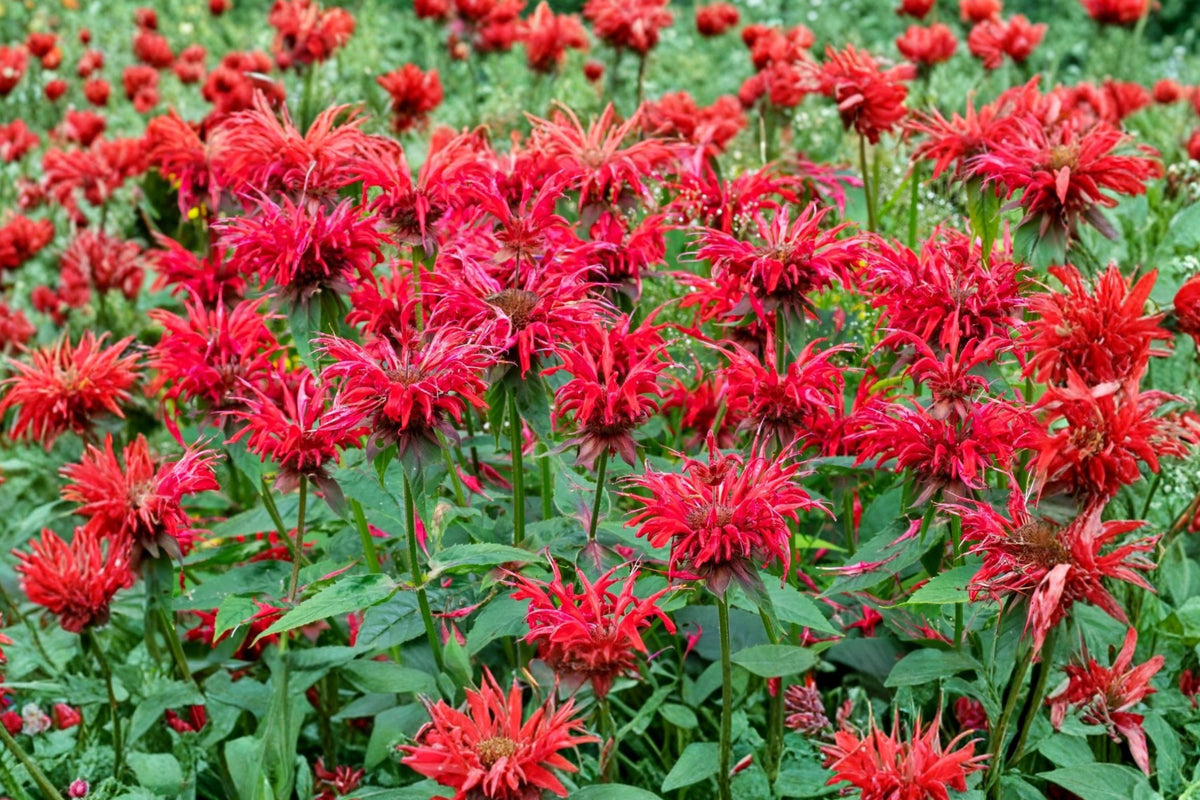 5 Mixed Color Monarda Bee Balm Live Plants – Bergamot Perennials | Pink Purple Red Flowers | Pollinator Garden Plants