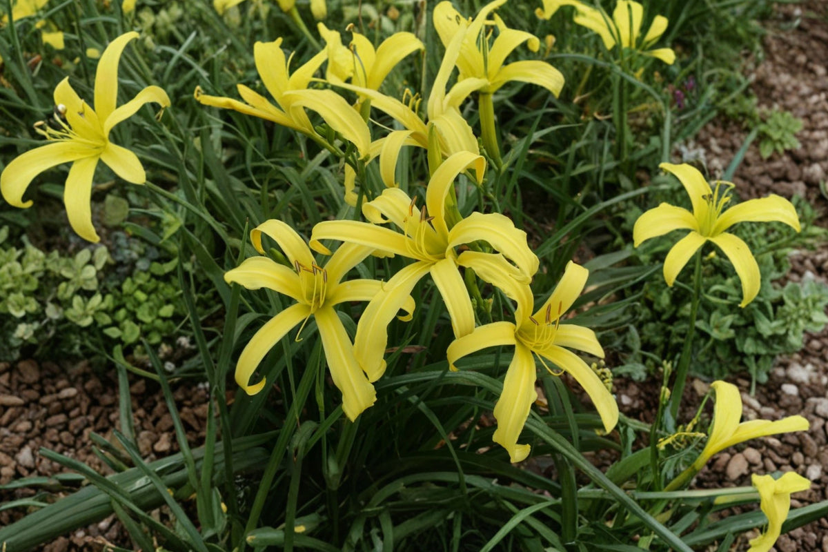Hemerocallis ‘Kindly Light’ Daylily – Live Bare Root Plant | Bright Yellow Spider Daylily | Hardy Perennial Flower