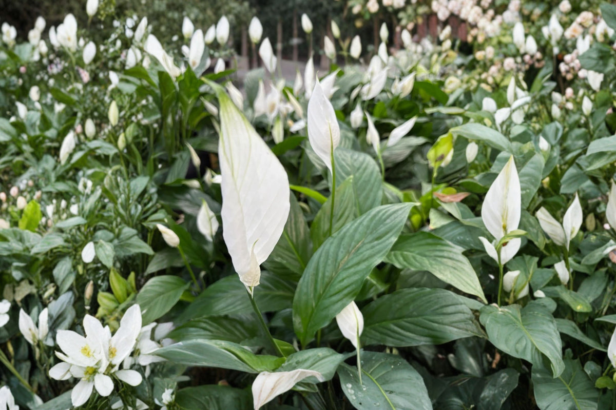 2 Peace Lily Spathiphyllum Live Plants – 7–12 Inch Bare Root | White Flag Aquarium Plant | Indoor Tropical Foliage Plant