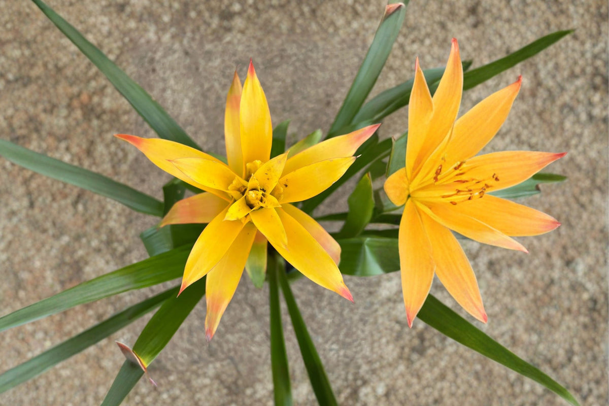 Yellow Guzmania Bromeliad – Live Tropical Hybrid Pup | Bare Root Starter Plant | Yellow Flowering Bromeliad Offset
