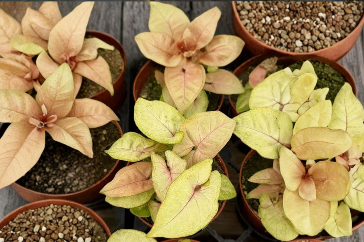 Syngonium Live Plant – 4 Inch Tropical Houseplant | Arrowhead Vine | Easy-Care Indoor Foliage Plant