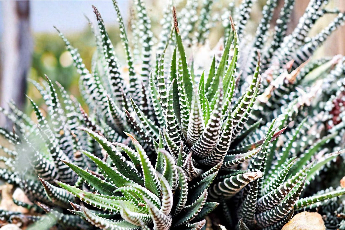 Haworthia Coarctata Live Plant – 2.5 Inch Pot | Zebra Succulent Houseplant | Small Rooted Indoor Plant