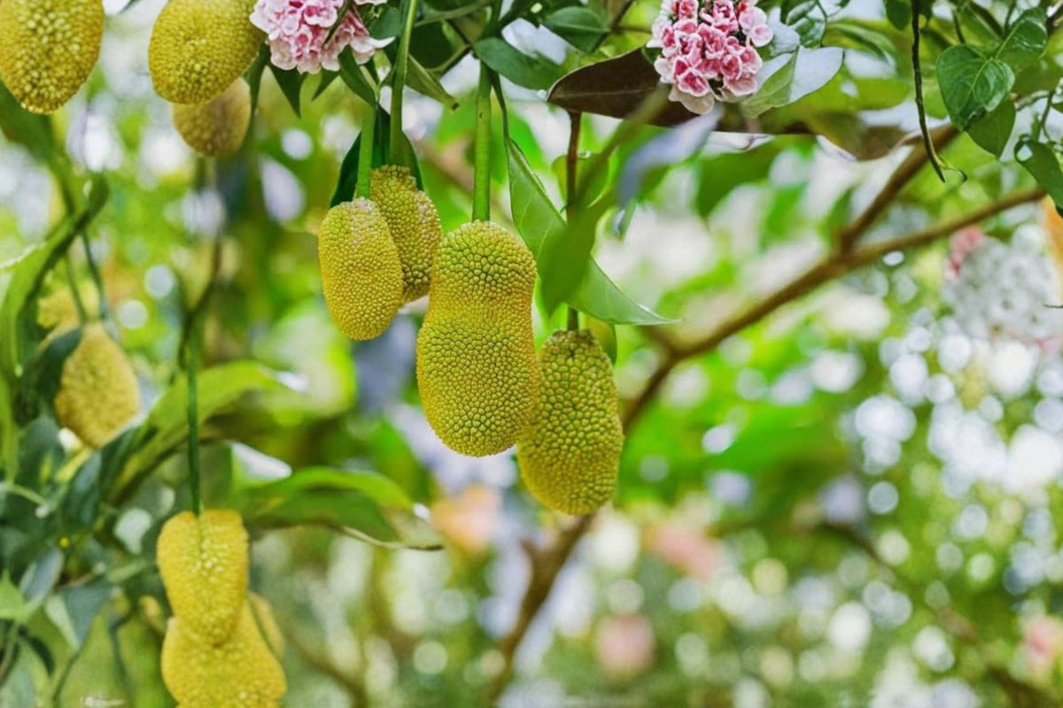 Thai Jackfruit Tree Live Plant – 5–8 Inch Tropical Fruit Seedling | Fast Growing Artocarpus heterophyllus | Edible Garden Plant