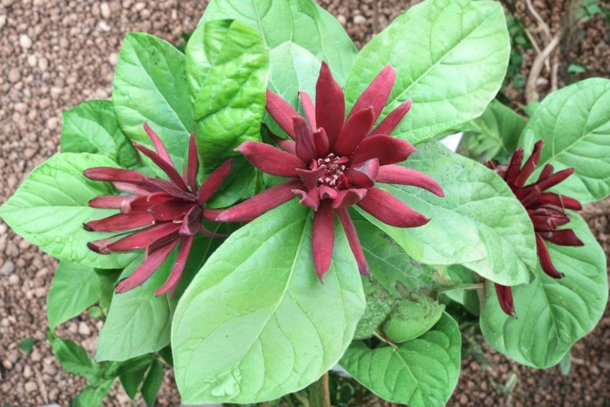 Sweet Shrub Live Plant – Quart Pot | Calycanthus Flowering Shrub | Fragrant Deciduous Garden Plant