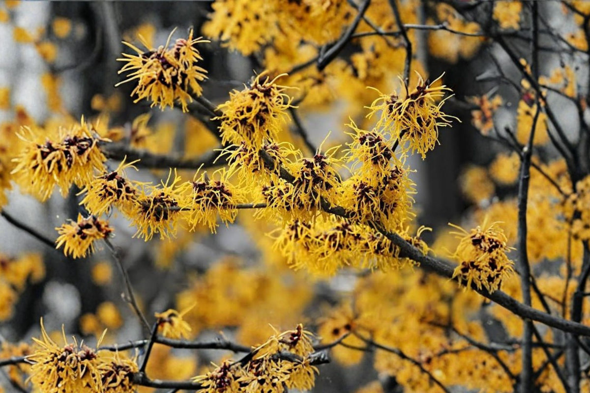 American Witch-Hazel Live Plant – Quart Pot | Hamamelis virginiana Native Shrub | Deciduous Yellow Flowering Plant
