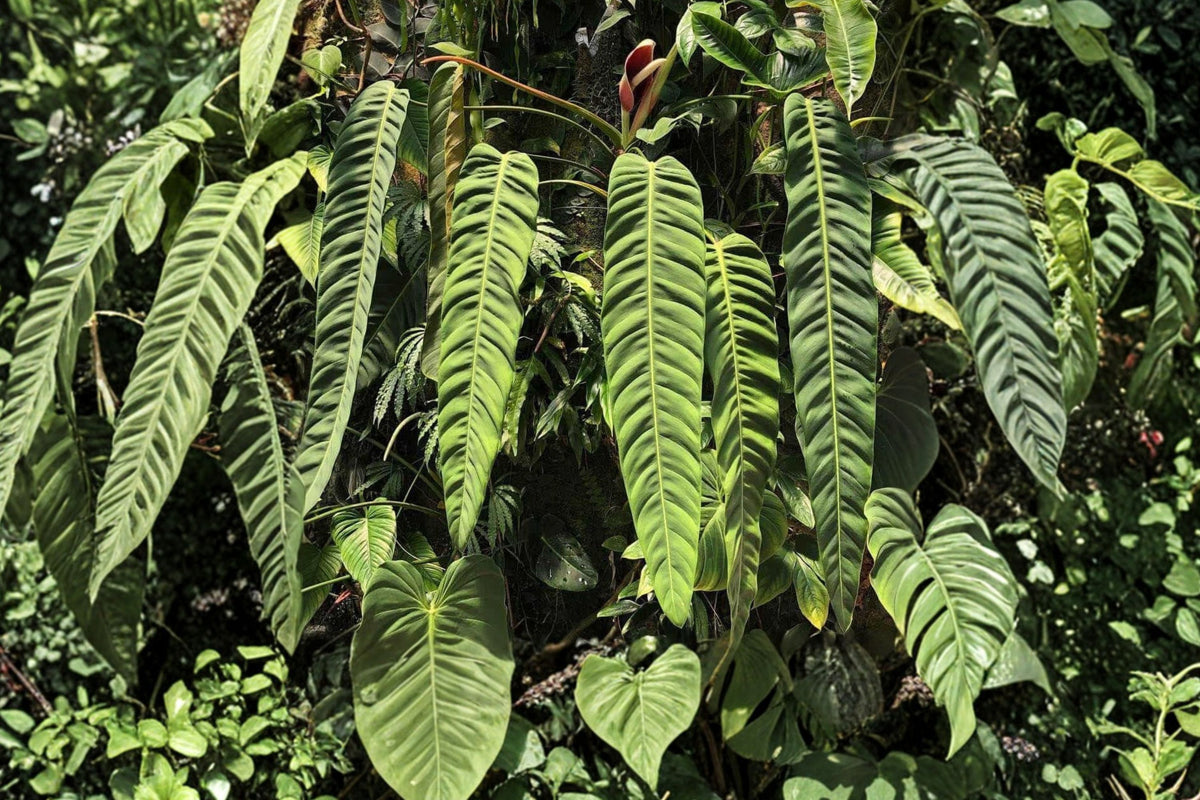 Philodendron Patriciae Live Plant – Approx. 10 cm Tall | Rare Tropical Aroid | Unique Collector Houseplant