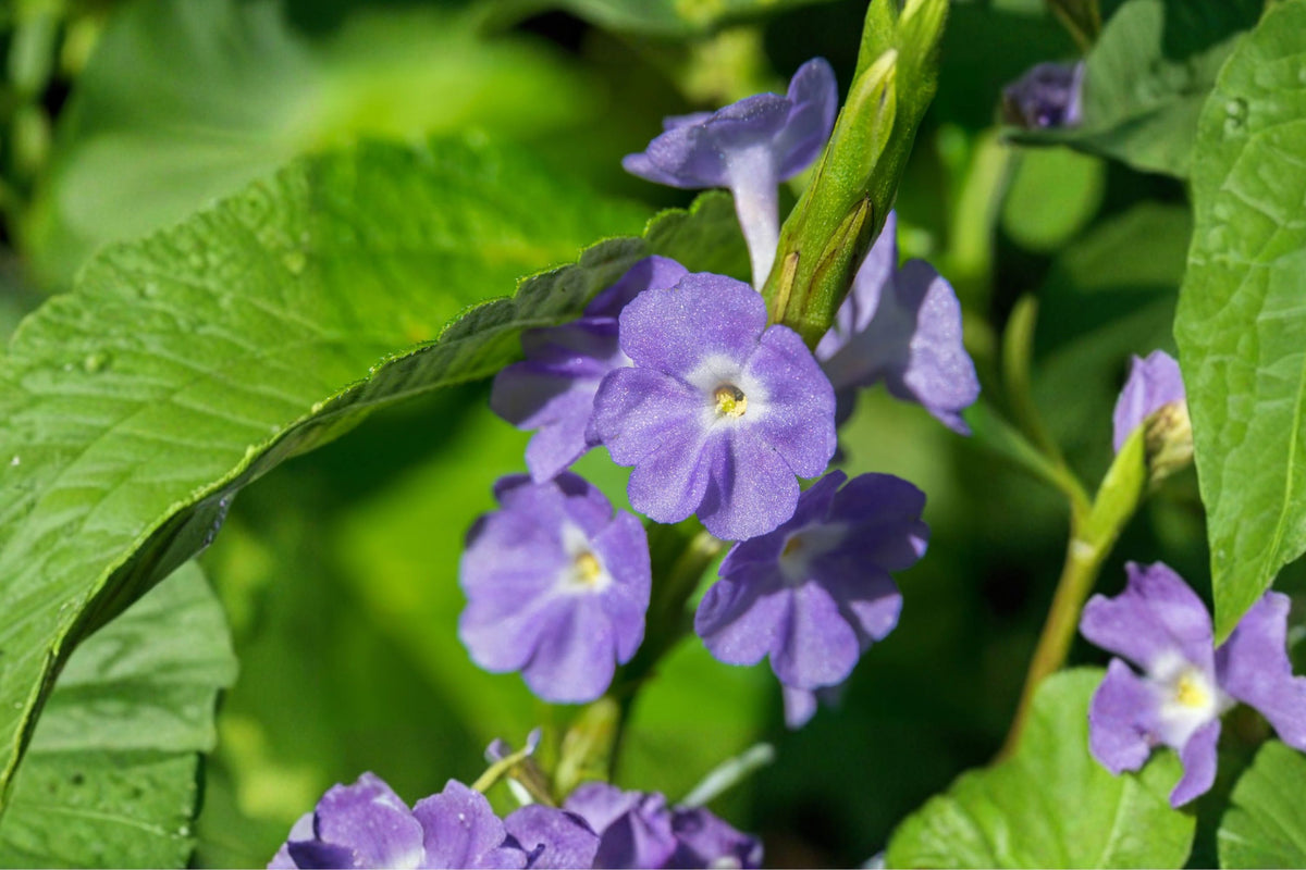 2 Blue Porterweed Live Plants – Stachytarpheta 4–6 Inch Starter Plants | Blue Violet Flowering Perennial | Ships No Pot