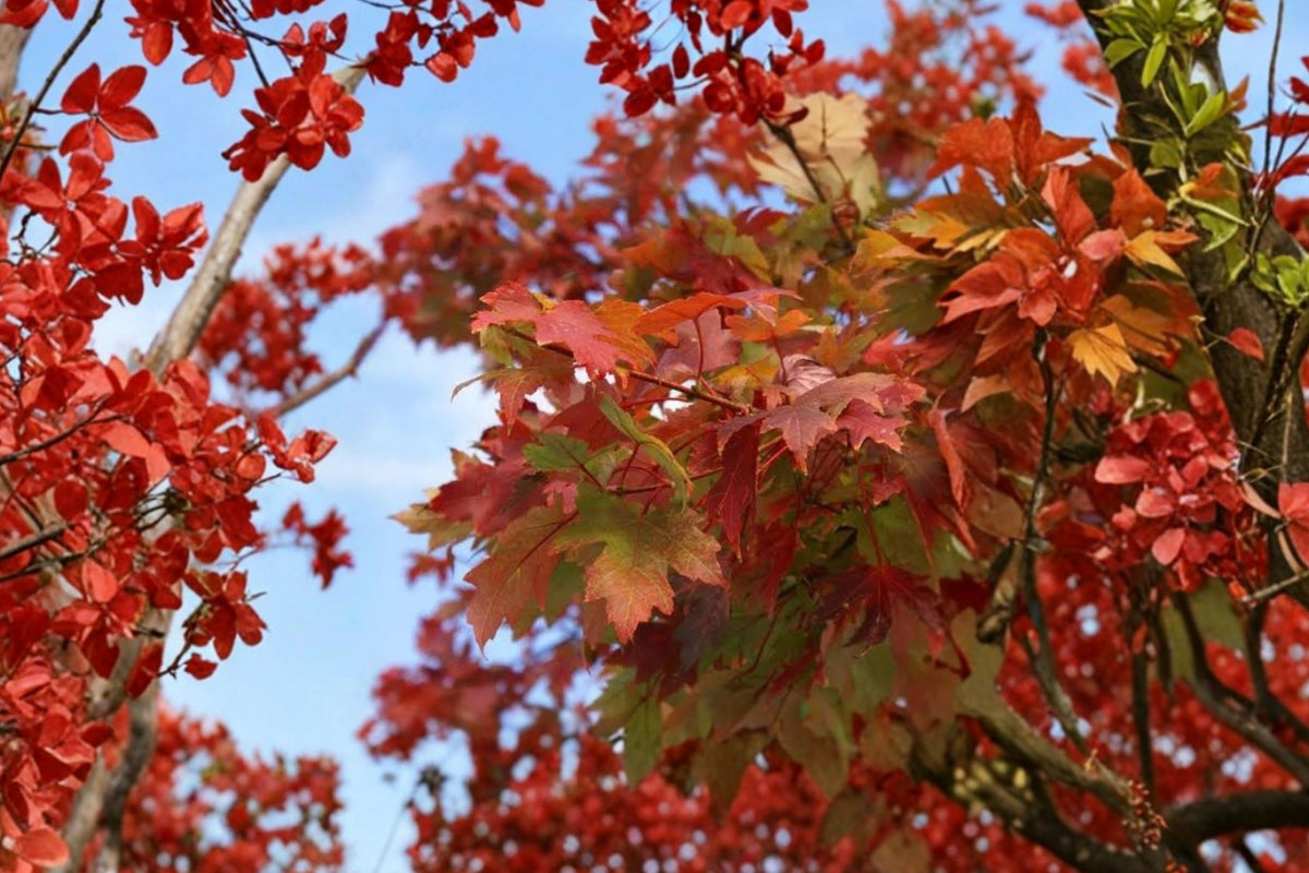 Autumn Blaze Maple Live Tree – 1–2 Ft Tall | 1 Quart Pot | Fast Growing Acer Shade Tree | Brilliant Fall Color