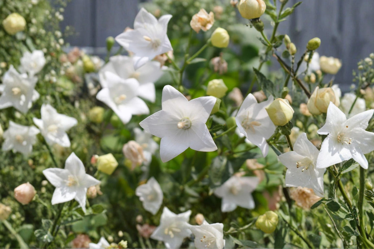 Tall Double White Balloon Flower Live Plants – Platycodon | 2 Plants From 5 Inch Pot | Hardy Flowering Perennial