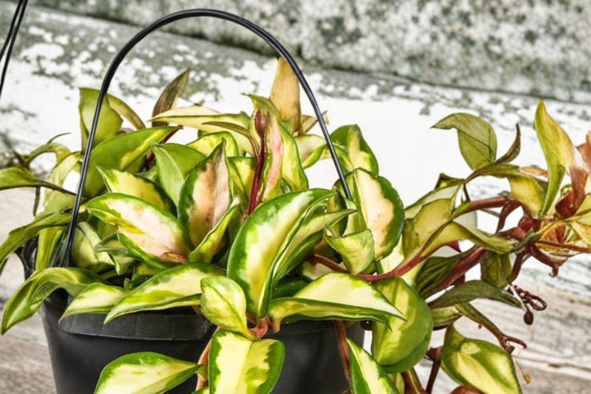 Hoya Carnosa Krimson Princess Live Plant – Variegated Tricolor Hoya | Tropical Wax Plant | Collector Houseplant