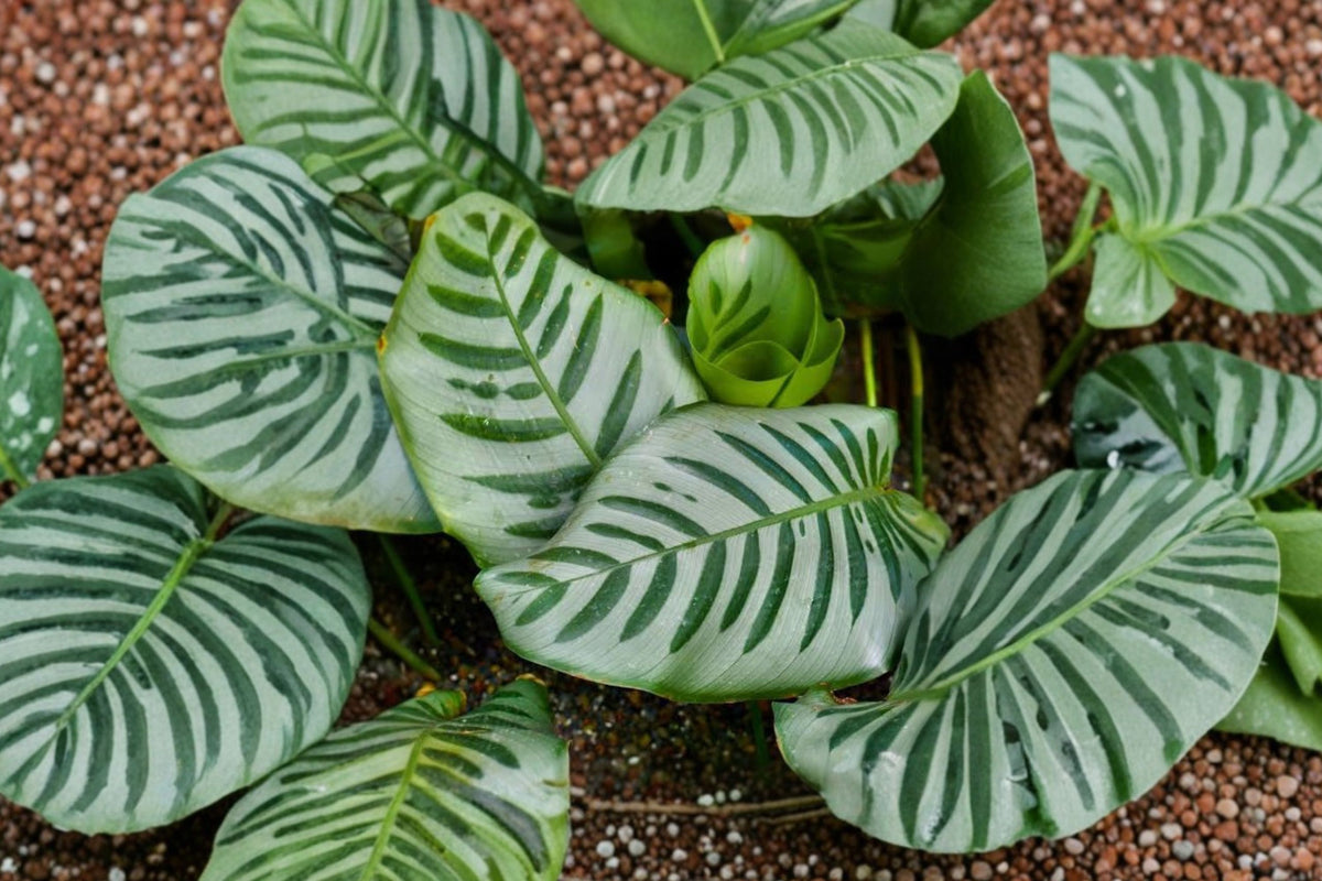 Calathea Freddie Prayer Plant – Live Tropical Houseplant | 4 Inch Pot | Striped Indoor Foliage Plant