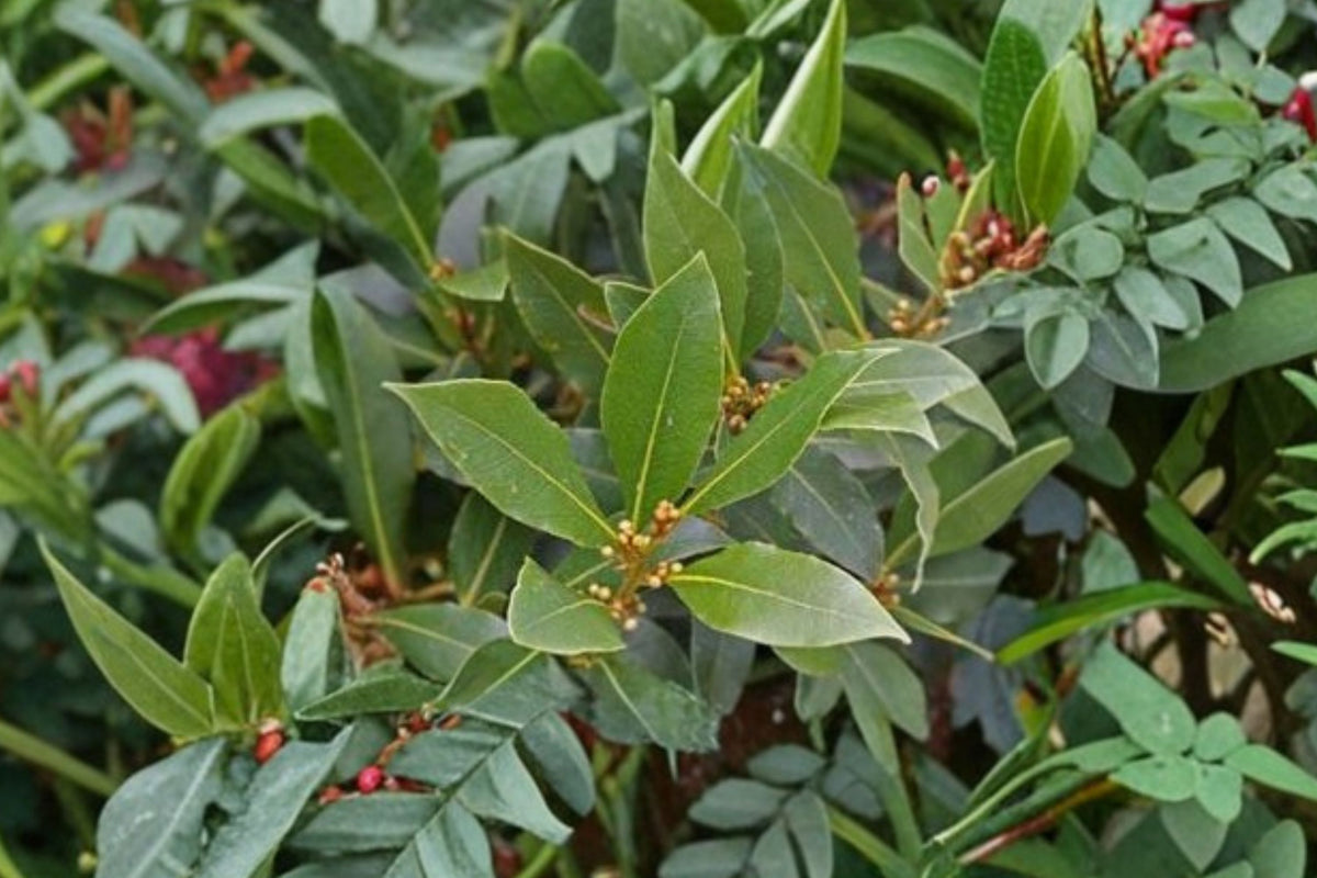 Sweet Bay Laurel Live Plant – Laurus Nobilis Culinary Herb | Rooted Bay Leaf Plant | Ships Without Pot