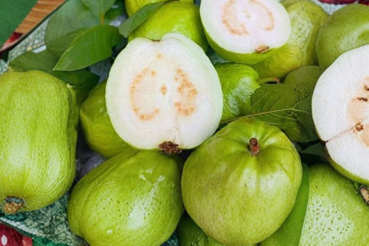 King Kong Guava Tree Live Plant – 4 Inch Pot | Tropical Fruit Tree Starter | Exotic Edible Garden Plant